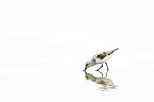 Load image into Gallery viewer, Two Plovers - Landscape 2