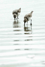 Load image into Gallery viewer, Two Plovers - Portrait
