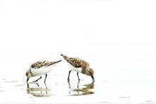 Load image into Gallery viewer, Two Plovers - Portrait