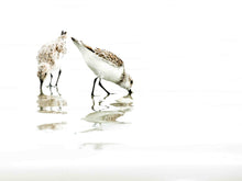 Load image into Gallery viewer, Two Plovers - Landscape