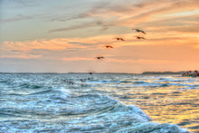 Load image into Gallery viewer, Folly Pelicans