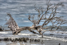 Load image into Gallery viewer, Hunting Island 5-H