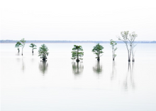 Load image into Gallery viewer, Lake Moultrie white