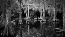 Load image into Gallery viewer, Magnolia Cypress Swamp