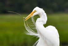 Load image into Gallery viewer, Egret Preening Horizontal
