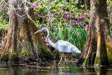 Load image into Gallery viewer, Great Blue Heron with Flowers
