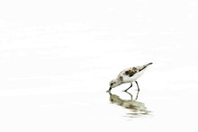 Load image into Gallery viewer, Two Plovers - Portrait
