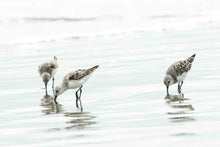 Load image into Gallery viewer, Two Plovers - Portrait
