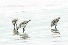 Load image into Gallery viewer, Three Plovers - Landscape
