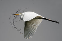 Load image into Gallery viewer, Egret With a Stick
