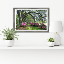 Load image into Gallery viewer, Magnolia Azaleas
