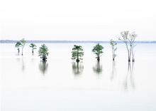 Load image into Gallery viewer, Lake Moultrie white
