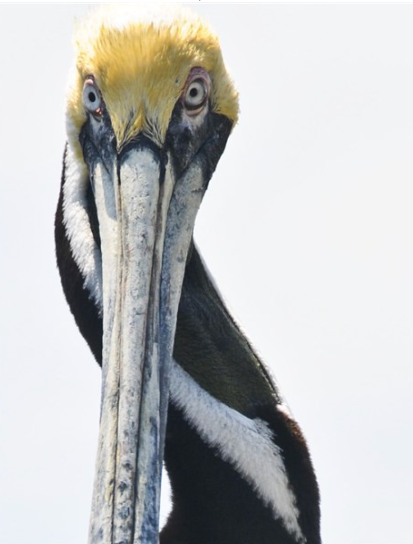 Pelican Face