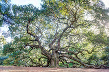 Load image into Gallery viewer, Angel Oak Color Centered
