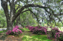 Load image into Gallery viewer, Magnolia Azaleas
