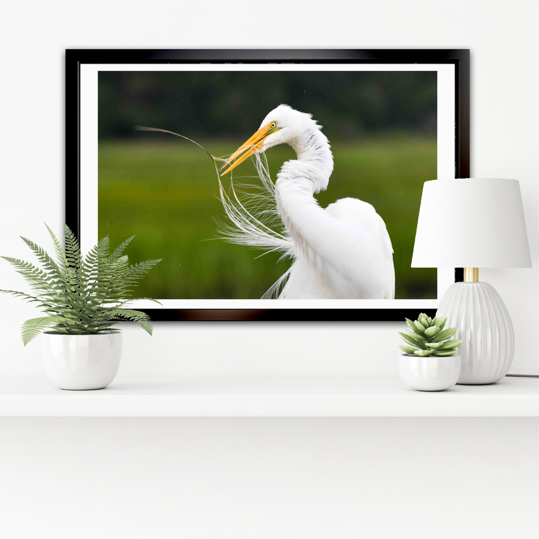 Egret Preening Horizontal