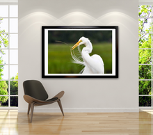 Load image into Gallery viewer, Egret Preening Horizontal
